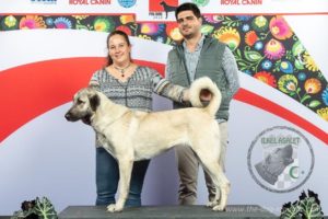 Kangal Kennel “ILKEL ASALET”