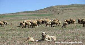 Kangal – veličanstveni pastirski pas Anadolije