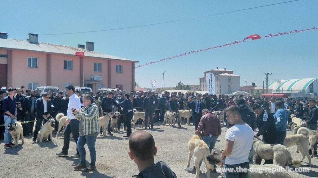 Registration of kangals in Altınyayla, Sivas, Turkey, April 2018.