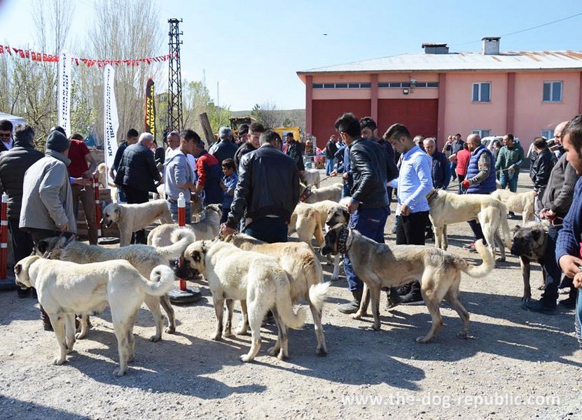 Registration of kangals in Altınyayla, Sivas, Turkey, April 2018.
