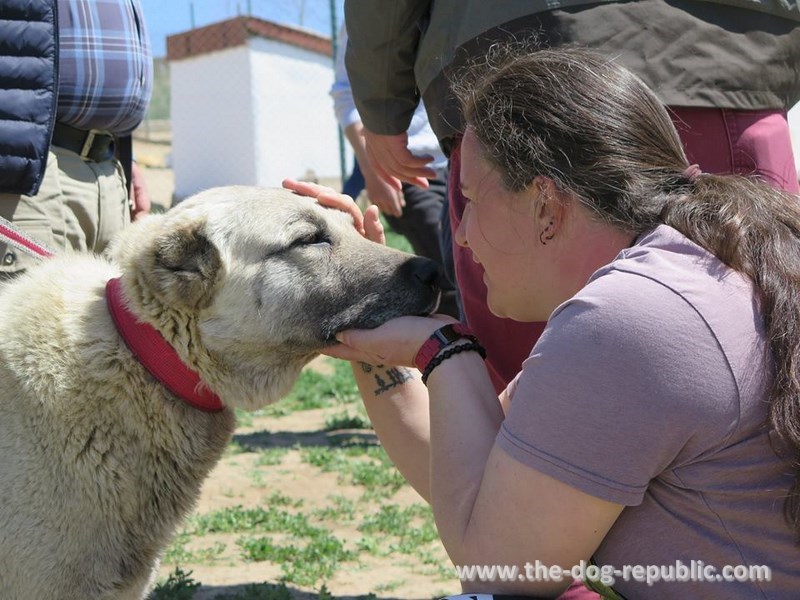 Our editor Ana Šebalj with Kangal of nice and good heads. Altınyayla, Sivas, Turkey, April 2018.