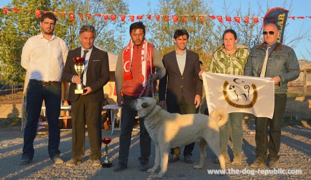With best dog on registration show in Altınyayla, Sivas, Turkey