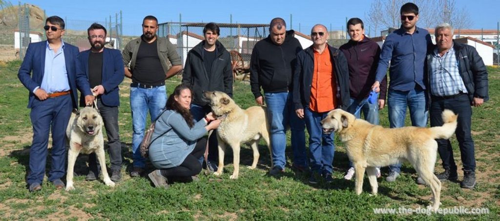 In visit to Umut Tasdelen and his kangal kennel, Altınyayla, Sivas, Turkey, April 2018.