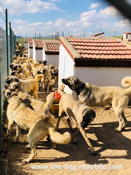 Modern kangal kennel in Sivas, Turkey