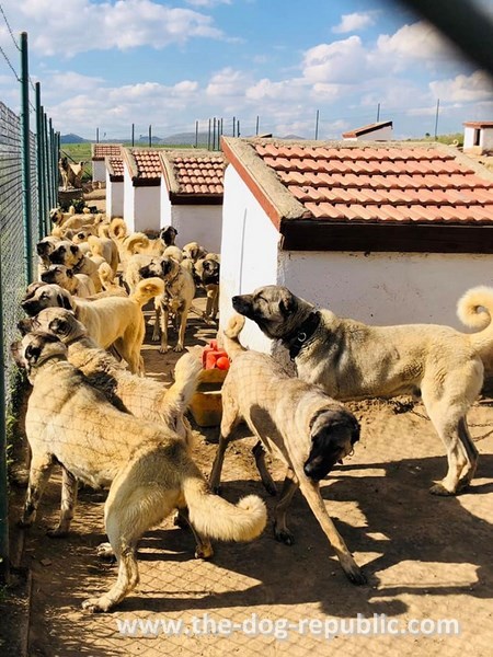 Moderna odgajivačnica kangala, Altınyayla, Sivas, Turska, 2019.