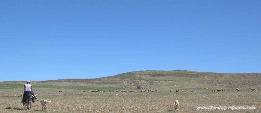 Usual sight and inseparable tandem in Anatolia: a kangal and a shepherd, usuall on donkey