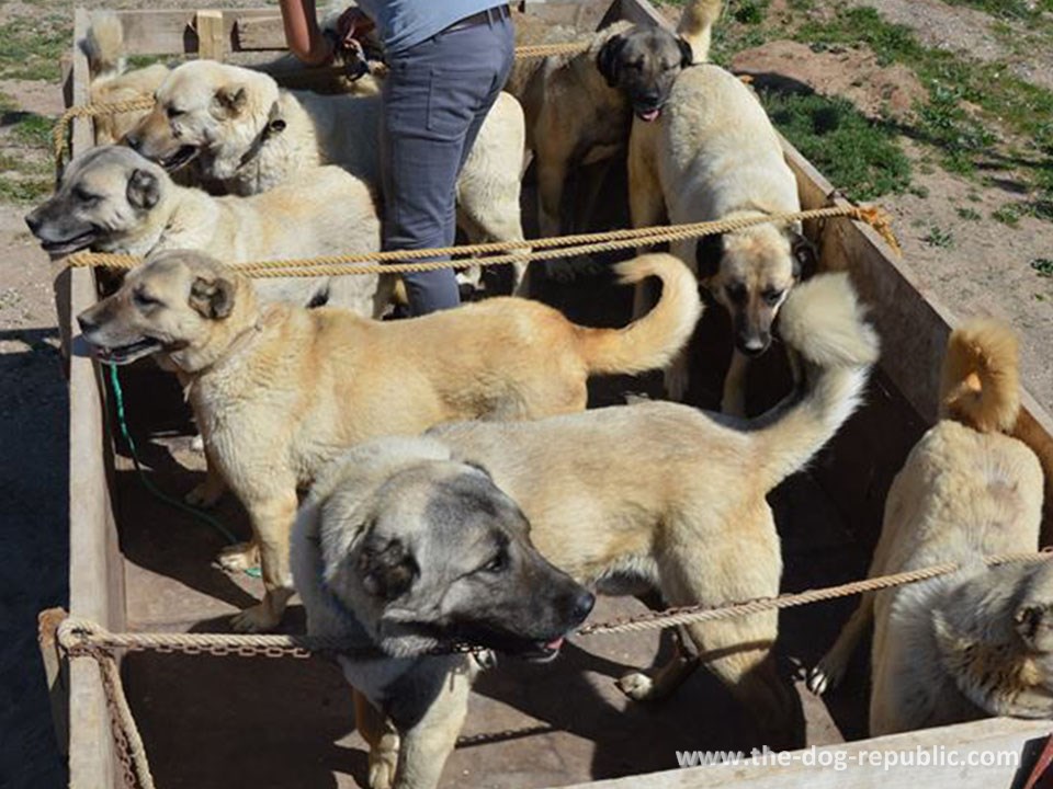 The full trailer of dogs is camming on registration. Altınyayla, Sivas, Turkey, April 2018.