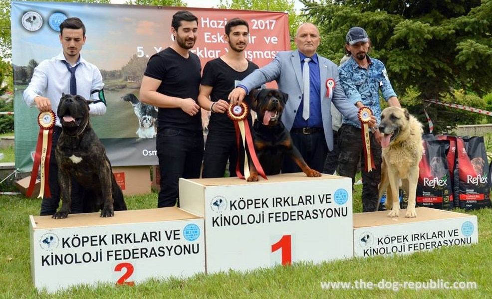 National dog show, 2 FCI group, May 2017, Eskisehir, Anatolia, Turkey