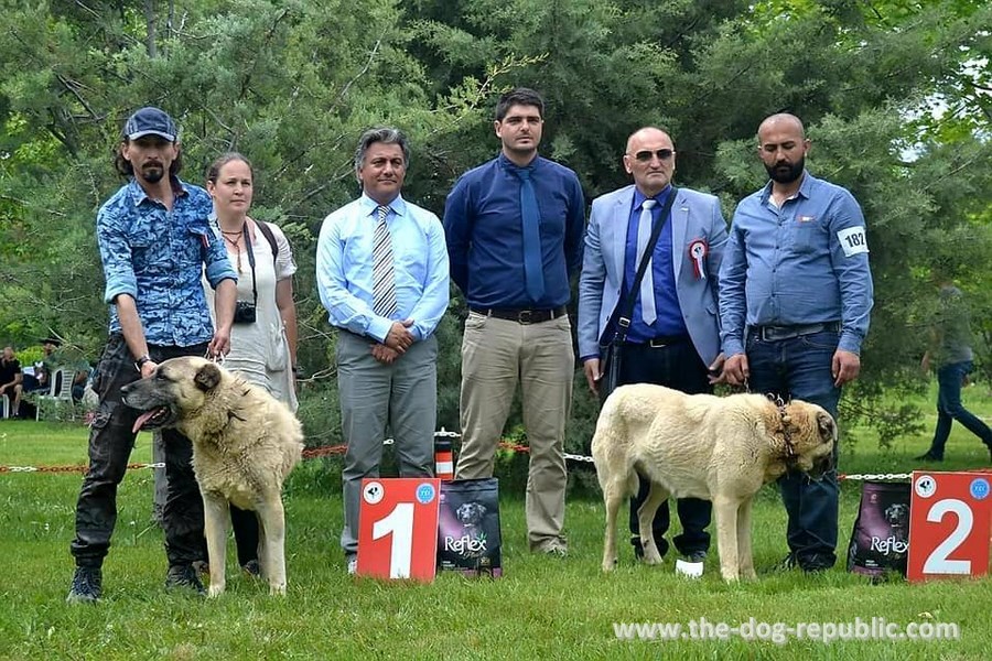 Turkish national breeds show, May 2017, Eskisehir, Anatolia, Turkey. Judge Zoran Kos.