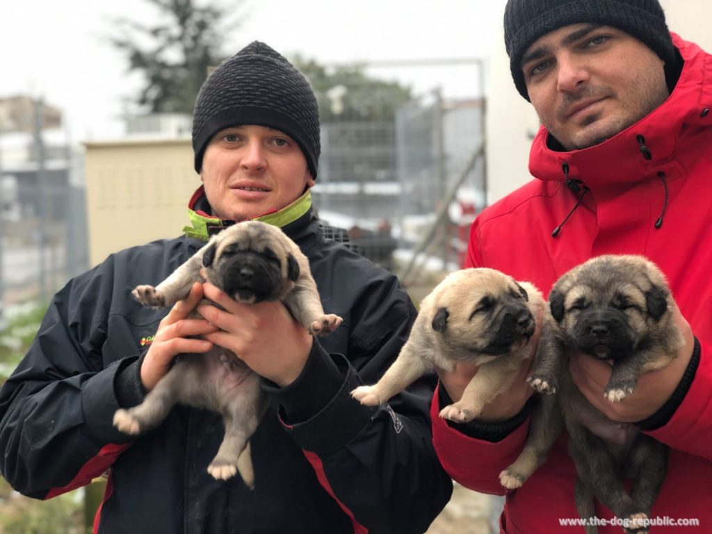 First Kangal litter with “full pedigree”. Breeder Levent Yildiz, Istanbul, December 2018.