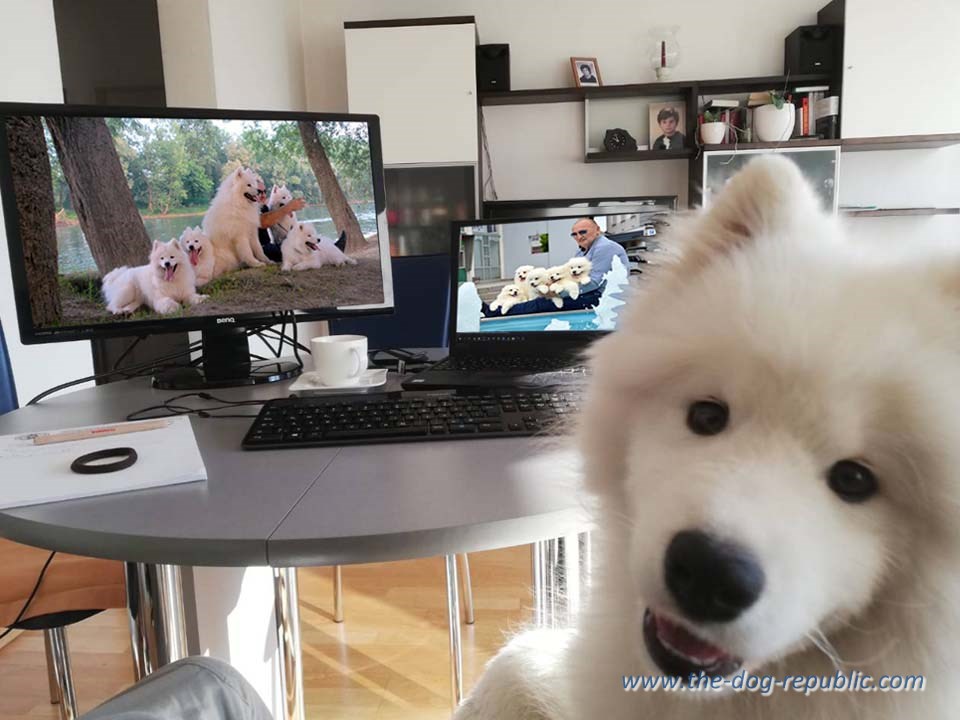 ” DUBDOG WHITE”- SAMOYED KENENEL-   ODGAJIVAČNICA SAMOJEDA🐾