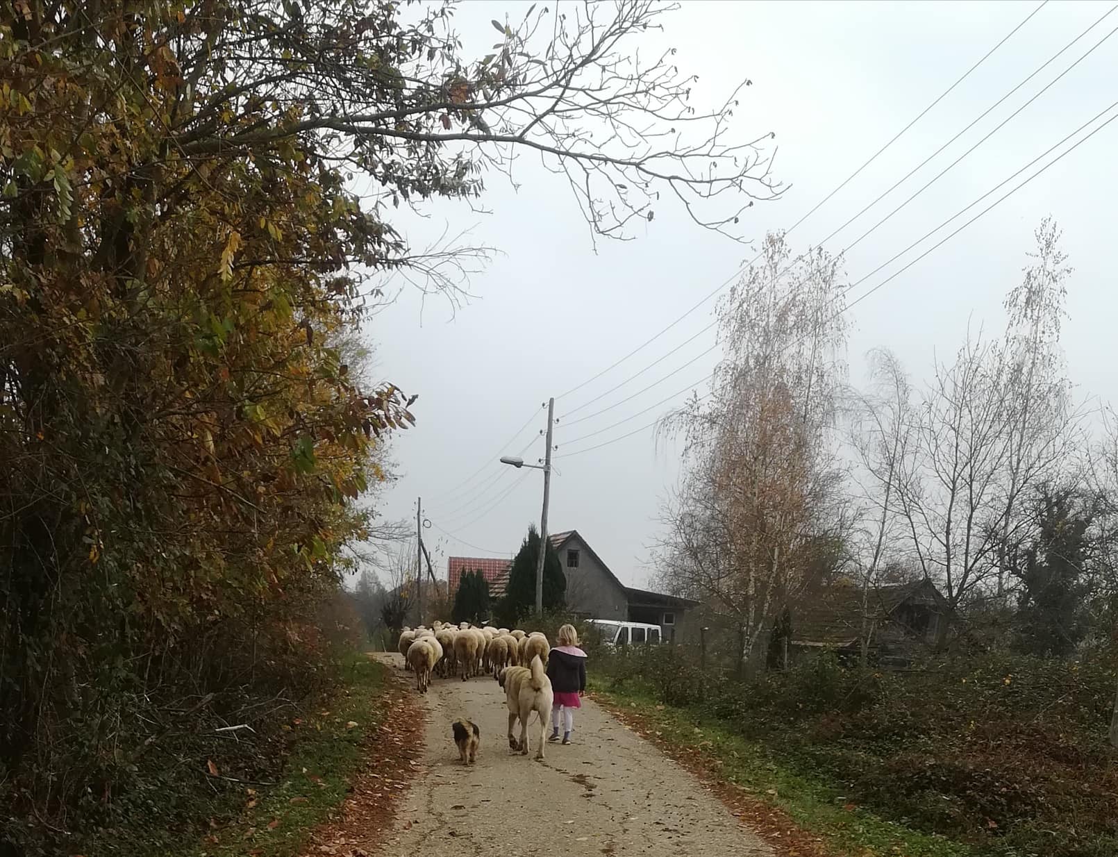 Ilustrovana  bajka  o prijateljstvu:„Moj prijatelj pas“,priručnik za predškolsku i djecu nižih razreda osnovne škole