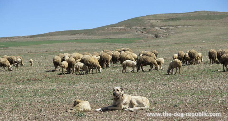 Кангал – великолепная овчарка из Анатолии