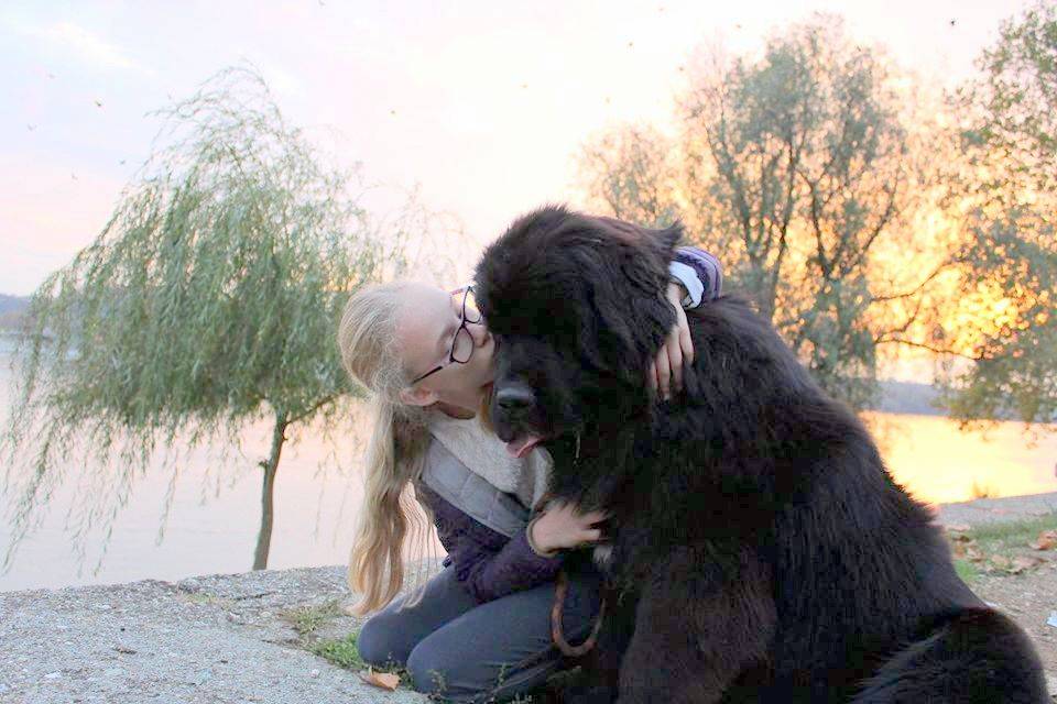 Newfoundland – A noble and magnificent dog of impressive power adorned with an exceptionally gentle and obedient nature