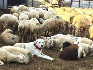 Putopis Evliya Celebi možda je najstariji povijesni zapis koji spominje psa Akkuş (Akbas) na ovom zemljopisnom položaju i povezan je s pretežno bijelim kozama