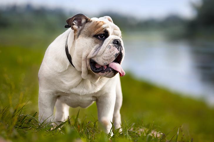 Slika ima prazan alternativni atribut; njen naziv fajla je Bulldog-standing-in-the-grass.jpg