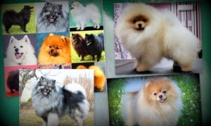 Spitz breeds are captivating on account of their beautiful coats, made to stand off by plentiful undercoat. Particularly impressive are the strong, mane-like collar round the neck (ruff) and the bushy tail carried boldly over the back.