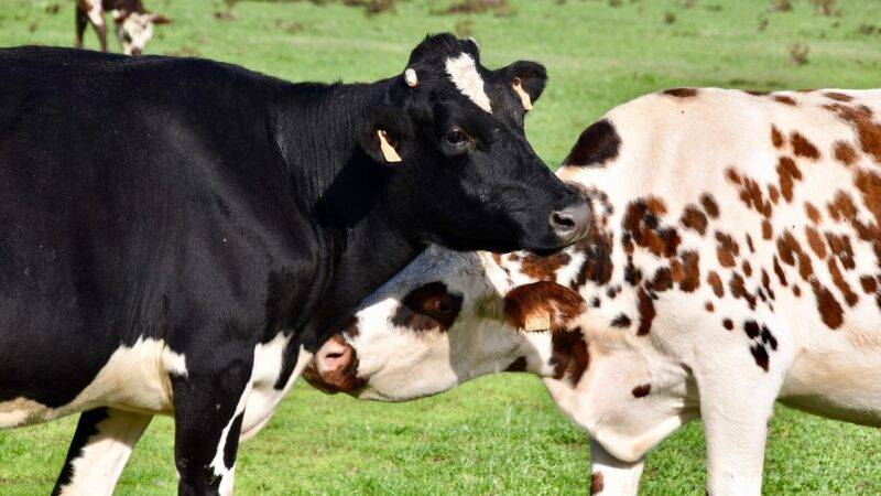 Autohtona domaća krava u stanju blage egzistencijalne zabrinutosti.