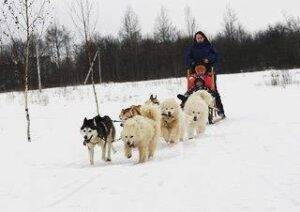GRENLANDSKI RULET: Tramp pokreće „Specijalnu pseću operaciju”, Inuiti izveli svih osam saonica na granicu!