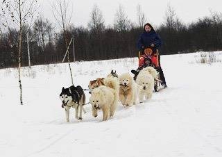 GRENLANDSKI RULET: Tramp pokreće „Specijalnu pseću operaciju”, Inuiti izveli svih osam saonica na granicu!