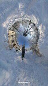 SARPLANINAC, Puppies for Sale Find the perfect Sarplaninac puppy  for your family and home at THE DOG REPUBLIC.com/ ШАРПЛАНИНАЦ, Штенци и на продају