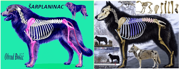 SUMRAK MUTANATA I POVRATAK VUČIJOJ GRAĐI