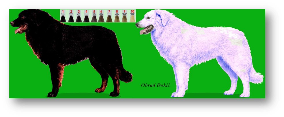 Tajna složene jednobojnosti i pigmentacije