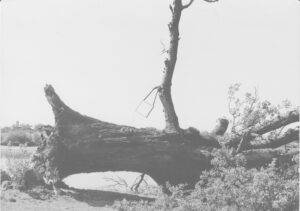 MATEMATIKA SRAMA – 80 GODINA LAŽI I BJEŽANJA U DONJOJ GRADINI (2): Za „Novosti“ Zoran M. Kos, novinar istraživač i saradnik Antuna Miletića (FOTO)