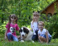 My friend dog. Moštanica 9.6.2019.<br>Photo by Samir Gaši My friend dog