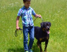 My friend dog. Moštanica 9.6.2019.<br>Photo by Samir Gaši My friend dog