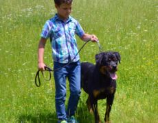 My friend dog. Moštanica 9.6.2019.<br>Photo by Samir Gaši My friend dog